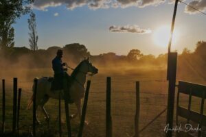 Camarguais