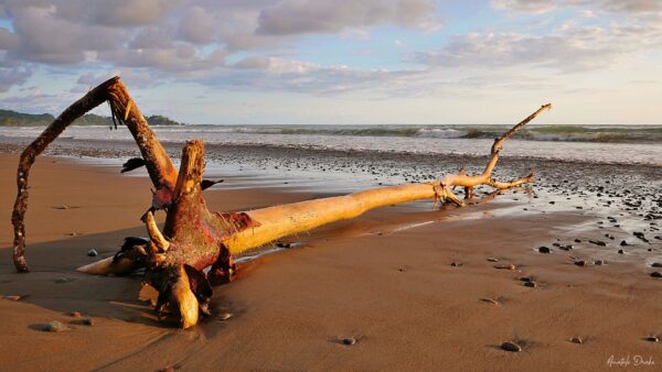 Plage Dominical